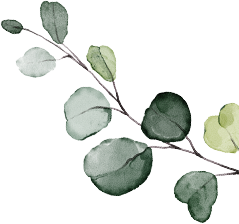 eucalyptus branch