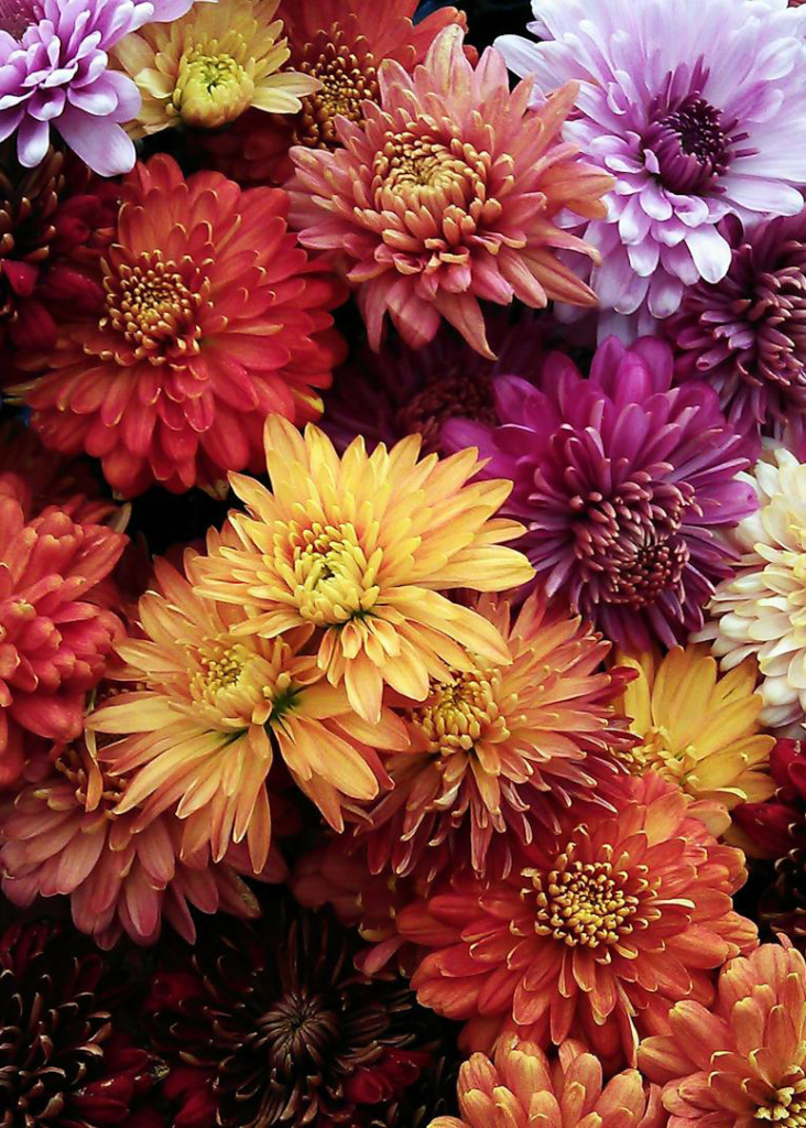 fall colored flowers