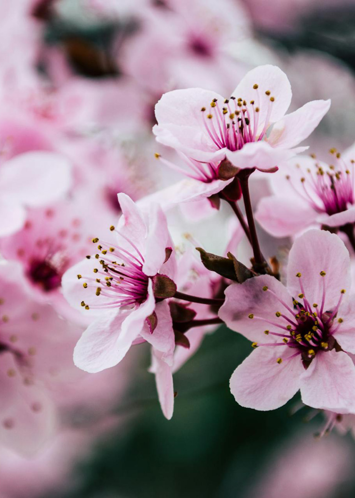cherry blossom flowers