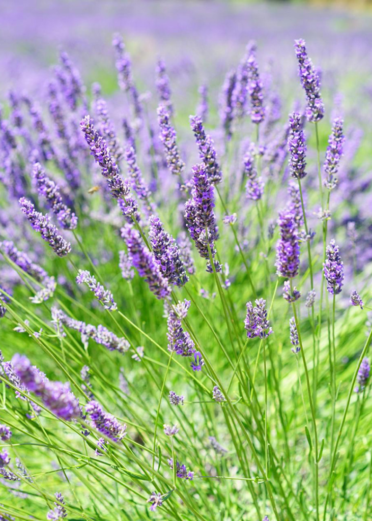 lavender flowers