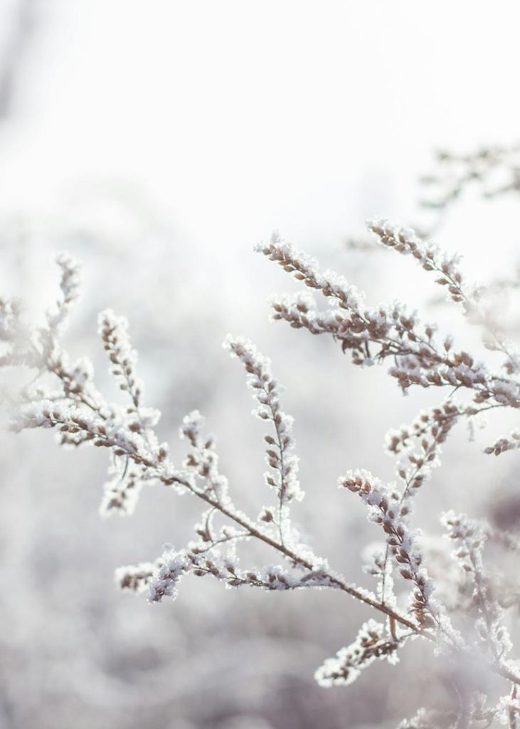 snow covered branches