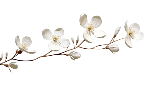 white blossoms