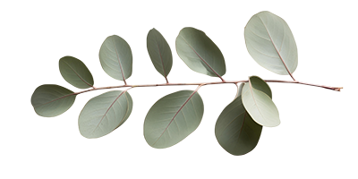 eucalyptus leaves